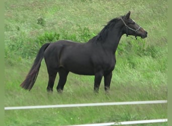 Hannoveraner, Stute, 4 Jahre, 170 cm, Schwarzbrauner