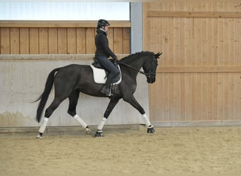 Hannoveraner, Stute, 4 Jahre, 170 cm, Schwarzbrauner