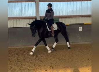 Hannoveraner, Stute, 4 Jahre, 170 cm, Schwarzbrauner