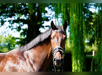 Hannoveraner, Stute, 4 Jahre, 171 cm, Brauner