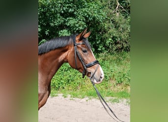 Hannoveraner, Stute, 4 Jahre, 171 cm, Brauner