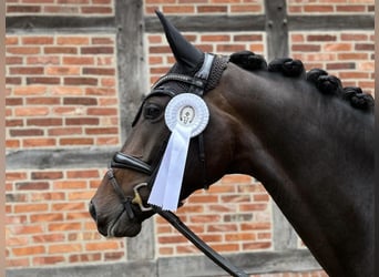 Hannoveraner, Stute, 4 Jahre, 171 cm, Dunkelbrauner