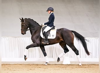 Hannoveraner, Stute, 4 Jahre, 171 cm, Dunkelbrauner