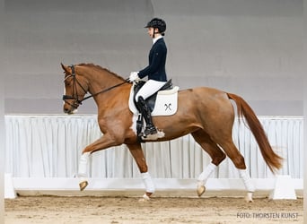 Hannoveraner, Stute, 4 Jahre, 171 cm, Fuchs