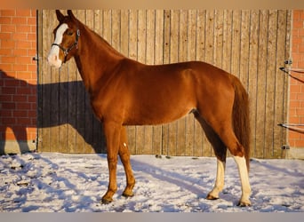 Hannoveraner, Stute, 4 Jahre, 171 cm, Fuchs