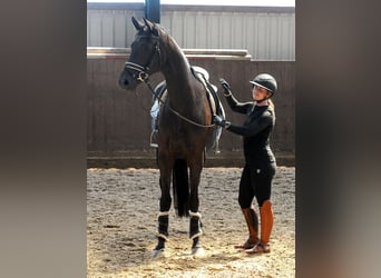Hannoveraner, Stute, 4 Jahre, 171 cm, Rappe