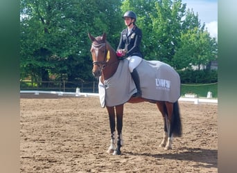 Hannoveraner, Stute, 4 Jahre, 172 cm, Brauner