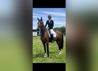 Hannoveraner, Stute, 4 Jahre, 172 cm, Brauner