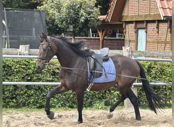 Hannoveraner, Stute, 4 Jahre, 172 cm, Brauner