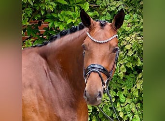 Hannoveraner, Stute, 4 Jahre, 172 cm, Brauner