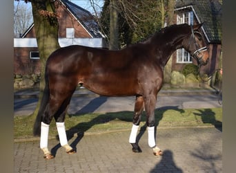 Hannoveraner, Stute, 4 Jahre, 172 cm