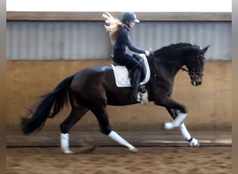 Hannoveraner, Stute, 4 Jahre, 172 cm, Dunkelbrauner