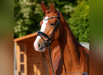 Hannoveraner, Stute, 4 Jahre, 172 cm, Dunkelbrauner