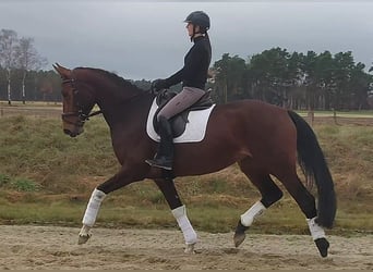 Hannoveraner, Stute, 4 Jahre, 172 cm, Dunkelbrauner
