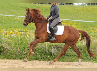 Hannoveraner, Stute, 4 Jahre, 172 cm, Dunkelfuchs