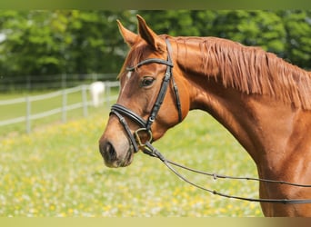 Hannoveraner, Stute, 4 Jahre, 172 cm, Dunkelfuchs