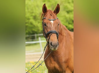 Hannoveraner, Stute, 4 Jahre, 172 cm, Dunkelfuchs