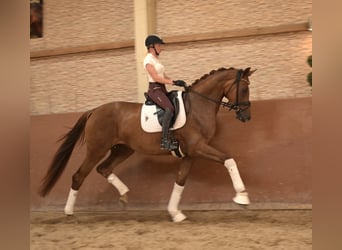 Hannoveraner, Stute, 4 Jahre, 172 cm, Dunkelfuchs