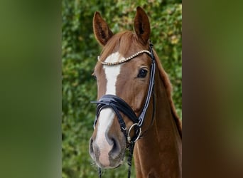 Hannoveraner, Stute, 4 Jahre, 172 cm, Fuchs