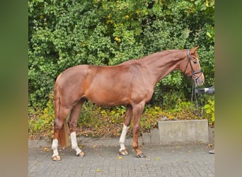 Hannoveraner, Stute, 4 Jahre, 172 cm, Fuchs