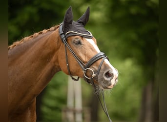 Hannoveraner, Stute, 4 Jahre, 172 cm, Fuchs
