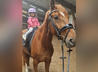 Hannoveraner, Stute, 4 Jahre, 172 cm, Fuchs