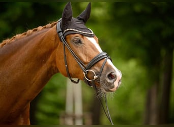Hannoveraner, Stute, 4 Jahre, 172 cm, Fuchs