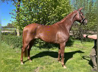 Hannoveraner, Stute, 4 Jahre, 172 cm, Fuchs