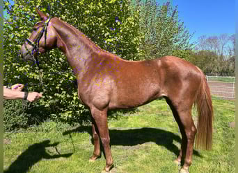 Hannoveraner, Stute, 4 Jahre, 172 cm, Fuchs
