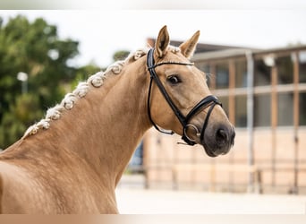 Hannoveraner, Stute, 4 Jahre, 172 cm, Palomino