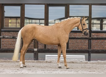 Hannoveraner, Stute, 4 Jahre, 172 cm, Palomino