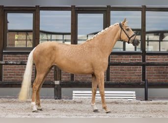 Hannoveraner, Stute, 4 Jahre, 172 cm, Palomino