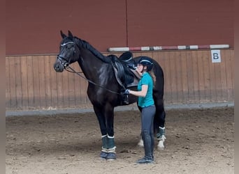 Hannoveraner, Stute, 4 Jahre, 172 cm, Rappe