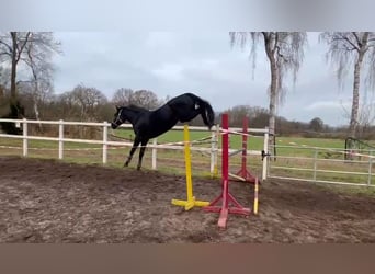 Hannoveraner, Stute, 4 Jahre, 172 cm, Rappe