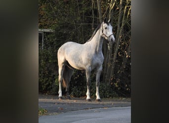 Hannoveraner, Stute, 4 Jahre, 172 cm, Schimmel