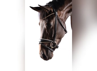 Hannoveraner, Stute, 4 Jahre, 172 cm, Schwarzbrauner