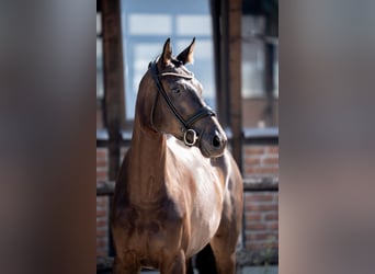 Hannoveraner, Stute, 4 Jahre, 172 cm, Schwarzbrauner