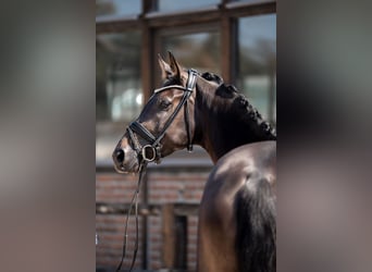 Hannoveraner, Stute, 4 Jahre, 172 cm, Schwarzbrauner