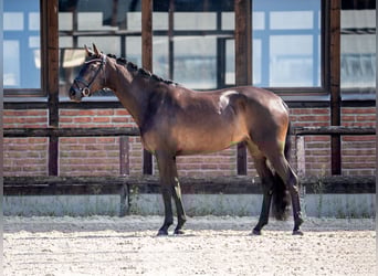 Hannoveraner, Stute, 4 Jahre, 172 cm, Schwarzbrauner