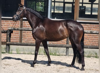 Hannoveraner, Stute, 4 Jahre, 172 cm, Schwarzbrauner
