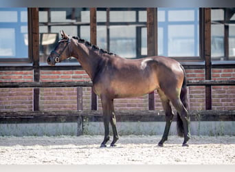 Hannoveraner, Stute, 4 Jahre, 172 cm, Schwarzbrauner