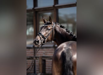 Hannoveraner, Stute, 4 Jahre, 172 cm, Schwarzbrauner