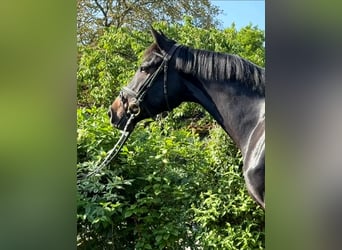 Hannoveraner, Stute, 4 Jahre, 172 cm, Schwarzbrauner