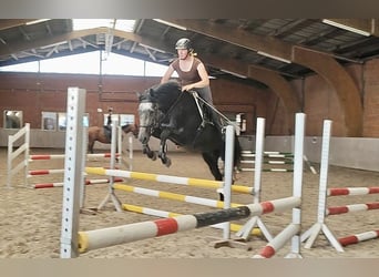 Hannoveraner, Stute, 4 Jahre, 172 cm