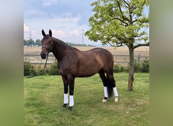 Hannoveraner, Stute, 4 Jahre, 173 cm, Brauner