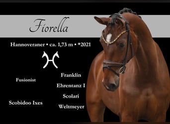 Hannoveraner, Stute, 4 Jahre, 173 cm, Brauner