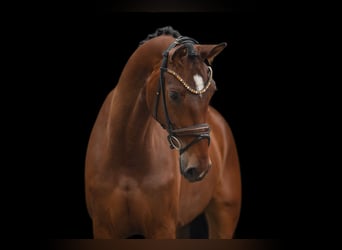 Hannoveraner, Stute, 4 Jahre, 173 cm, Brauner