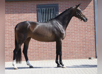 Hannoveraner, Stute, 4 Jahre, 173 cm, Brauner