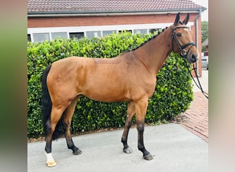 Hannoveraner, Stute, 4 Jahre, 173 cm, Brauner