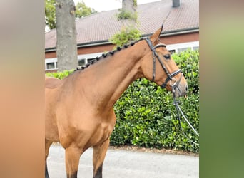 Hannoveraner, Stute, 4 Jahre, 173 cm, Brauner